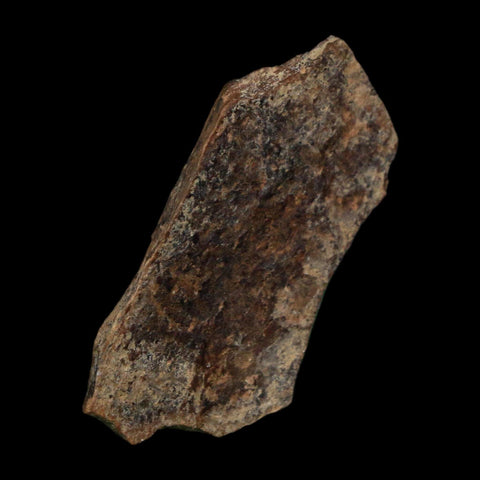 1.5" Tyrannosaurus Rex Fossil Bone Dinosaur Lance Creek Formation Wyoming COA - Fossil Age Minerals