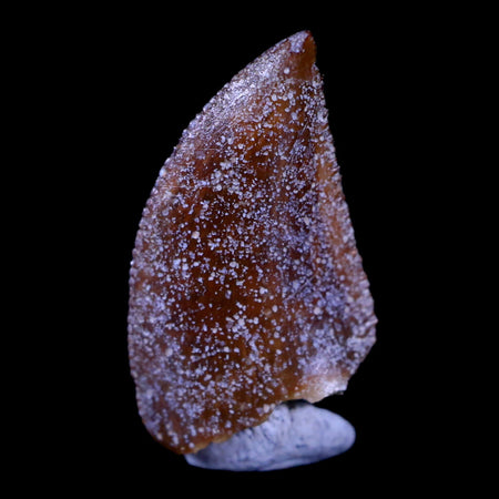 0.7" Majungasaurus Serrated Fossil Tooth Cretaceous Dinosaur Madagascar COA
