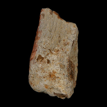 2.4" Stegosaurus Fossil Bone Specimen Bone Morrison FM WY Jurassic Age Dinosaur COA