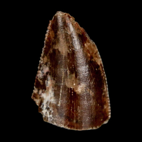 0.7" Majungasaurus Serrated Fossil Tooth Cretaceous Dinosaur Madagascar COA - Fossil Age Minerals