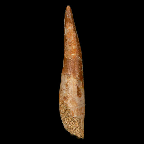 XL 2.2" Plesiosaur Zarafasaura Tooth Fossil Cretaceous Dinosaur Era COA, Stand