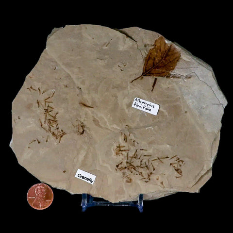 Fossil Crane Flies, Allophylus Leaf Mass Mortality Plate Insect Green River UT Eocene Age - Fossil Age Minerals