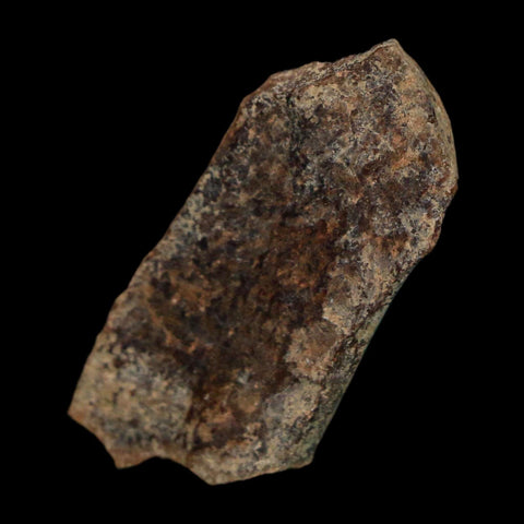 1.5" Tyrannosaurus Rex Fossil Bone Dinosaur Lance Creek Formation Wyoming COA - Fossil Age Minerals