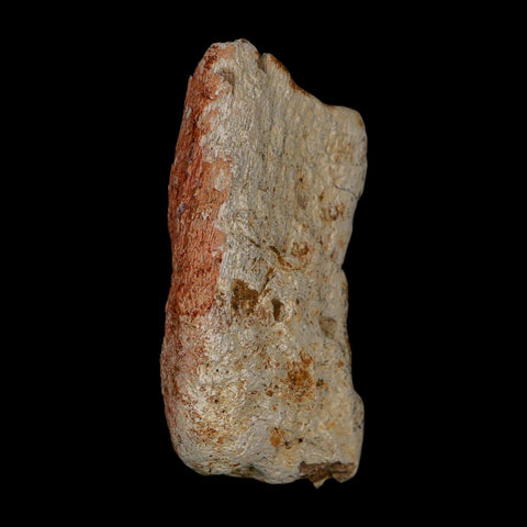 2.4" Stegosaurus Fossil Bone Specimen Bone Morrison FM WY Jurassic Age Dinosaur COA