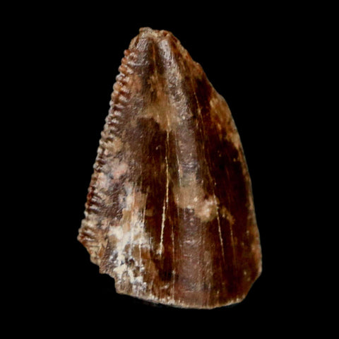 0.7" Majungasaurus Serrated Fossil Tooth Cretaceous Dinosaur Madagascar COA - Fossil Age Minerals