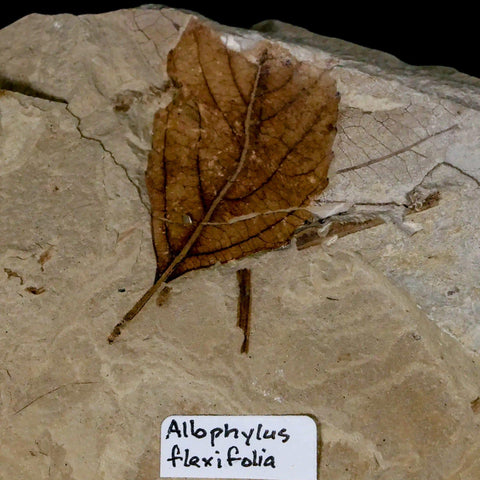 Fossil Crane Flies, Allophylus Leaf Mass Mortality Plate Insect Green River UT Eocene Age - Fossil Age Minerals