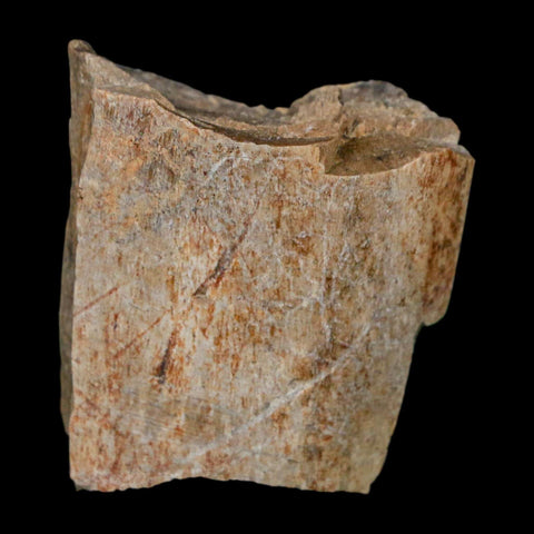 1.4" Tyrannosaurus Rex Fossil Bone Dinosaur Lance Creek Formation Wyoming COA - Fossil Age Minerals