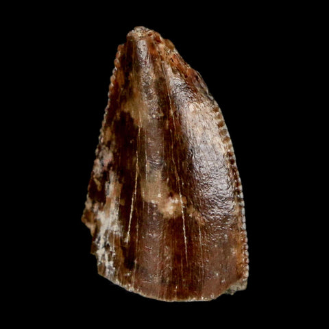 0.7" Majungasaurus Serrated Fossil Tooth Cretaceous Dinosaur Madagascar COA - Fossil Age Minerals