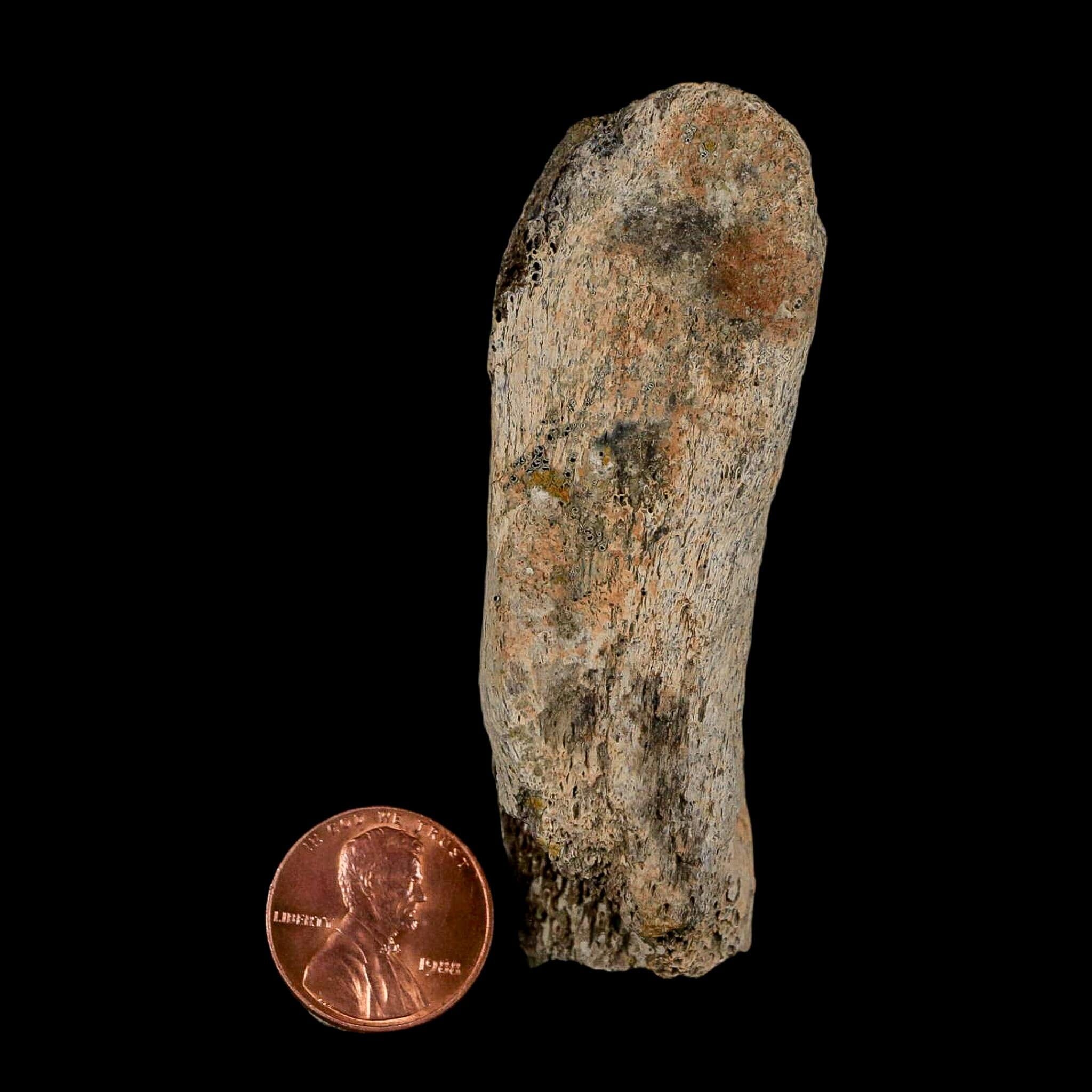 2.8" Gryposaurus Fossil Vertebrae Process Duck-Billed Dinosaur Judith River MT COA - Fossil Age Minerals