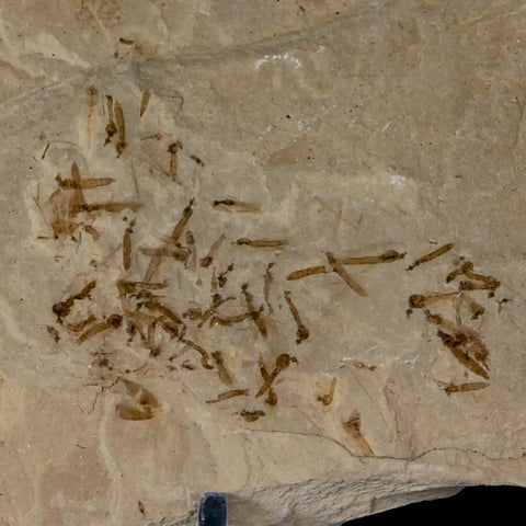 Fossil Crane Flies, Allophylus Leaf Mass Mortality Plate Insect Green River UT Eocene Age - Fossil Age Minerals
