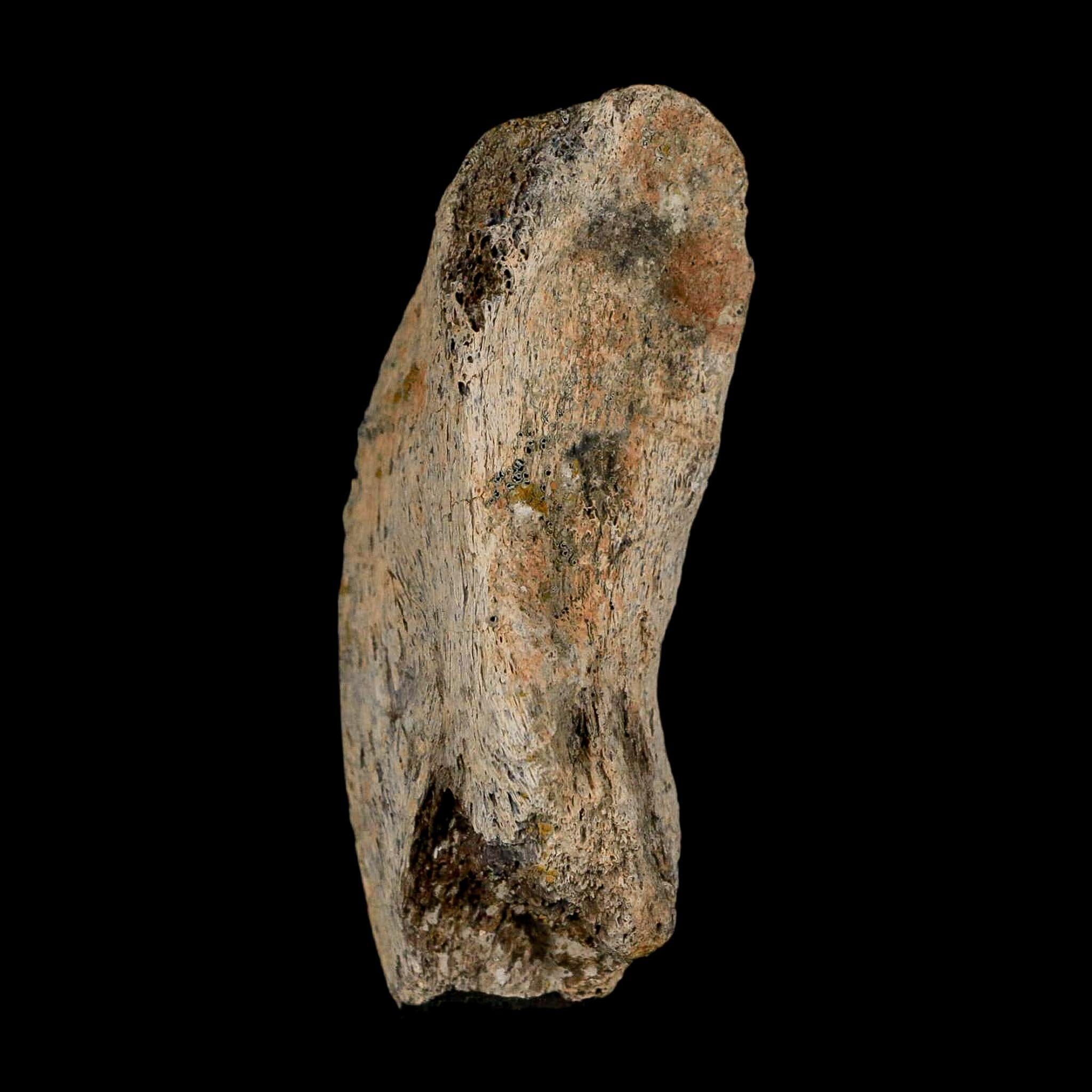 2.8" Gryposaurus Fossil Vertebrae Process Duck-Billed Dinosaur Judith River MT COA - Fossil Age Minerals