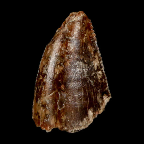 0.7" Majungasaurus Serrated Fossil Tooth Cretaceous Dinosaur Madagascar COA - Fossil Age Minerals