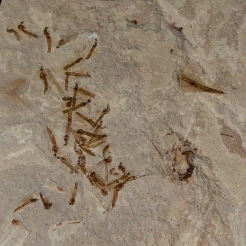 Fossil Crane Flies, Allophylus Leaf Mass Mortality Plate Insect Green River UT Eocene Age - Fossil Age Minerals