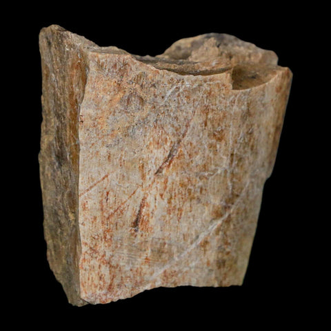 1.4" Tyrannosaurus Rex Fossil Bone Dinosaur Lance Creek Formation Wyoming COA - Fossil Age Minerals