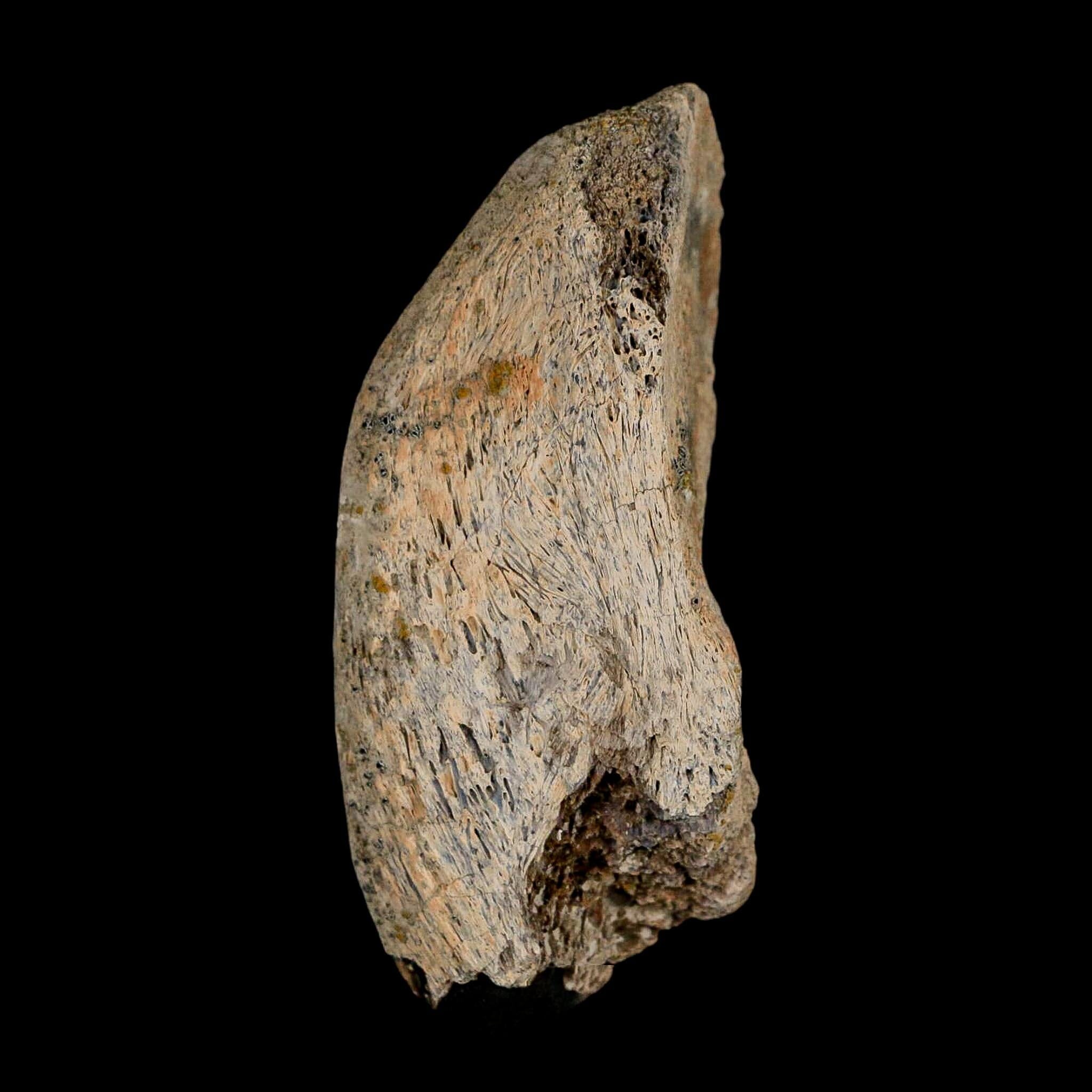 2.8" Gryposaurus Fossil Vertebrae Process Duck-Billed Dinosaur Judith River MT COA - Fossil Age Minerals