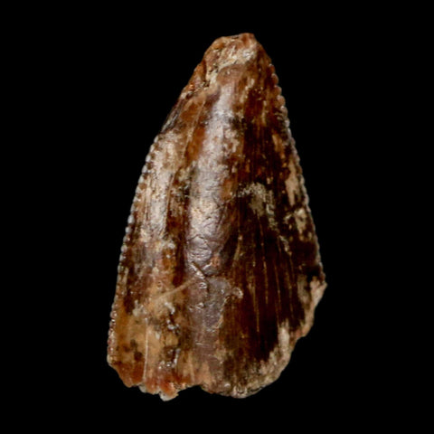 0.7" Majungasaurus Serrated Fossil Tooth Cretaceous Dinosaur Madagascar COA - Fossil Age Minerals