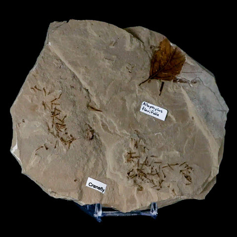 Fossil Crane Flies, Allophylus Leaf Mass Mortality Plate Insect Green River UT Eocene Age - Fossil Age Minerals