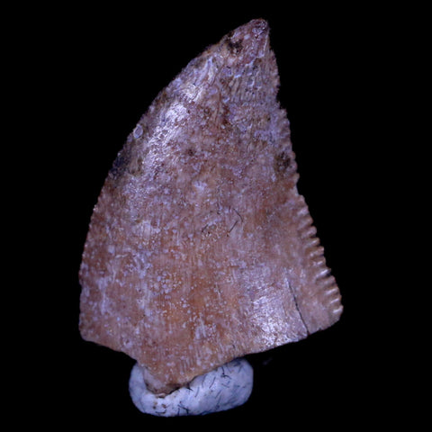 0.6" Majungasaurus Serrated Fossil Tooth Cretaceous Dinosaur Madagascar COA - Fossil Age Minerals