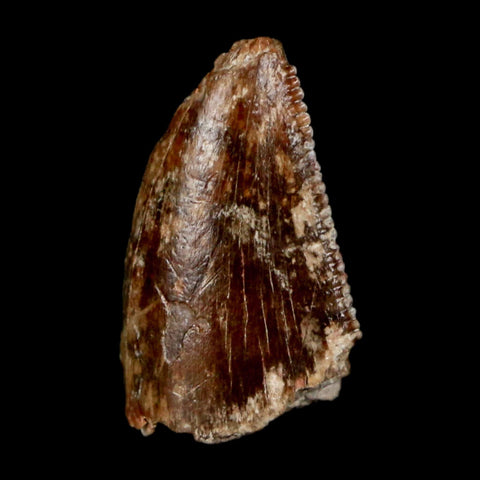 0.7" Majungasaurus Serrated Fossil Tooth Cretaceous Dinosaur Madagascar COA - Fossil Age Minerals