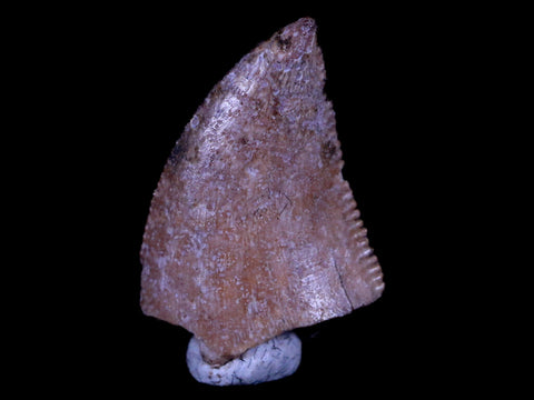0.6" Majungasaurus Serrated Fossil Tooth Cretaceous Dinosaur Madagascar COA - Fossil Age Minerals