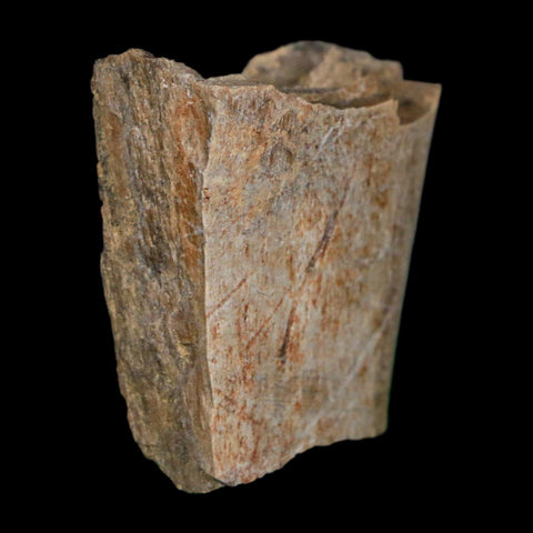 1.4" Tyrannosaurus Rex Fossil Bone Dinosaur Lance Creek Formation Wyoming COA - Fossil Age Minerals