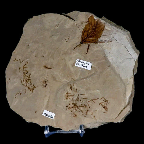 Fossil Crane Flies, Allophylus Leaf Mass Mortality Plate Insect Green River UT Eocene Age - Fossil Age Minerals