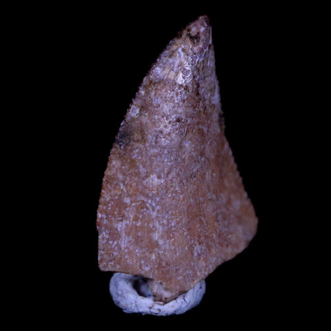 0.6" Majungasaurus Serrated Fossil Tooth Cretaceous Dinosaur Madagascar COA - Fossil Age Minerals