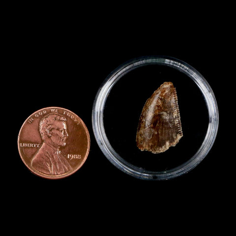 0.7" Majungasaurus Serrated Fossil Tooth Cretaceous Dinosaur Madagascar COA - Fossil Age Minerals