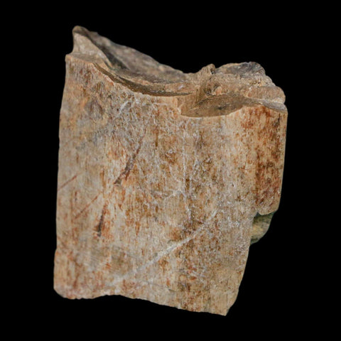 1.4" Tyrannosaurus Rex Fossil Bone Dinosaur Lance Creek Formation Wyoming COA - Fossil Age Minerals