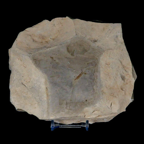 Fossil Crane Flies, Allophylus Leaf Mass Mortality Plate Insect Green River UT Eocene Age - Fossil Age Minerals