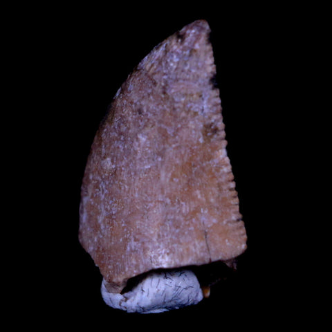 0.6" Majungasaurus Serrated Fossil Tooth Cretaceous Dinosaur Madagascar COA - Fossil Age Minerals