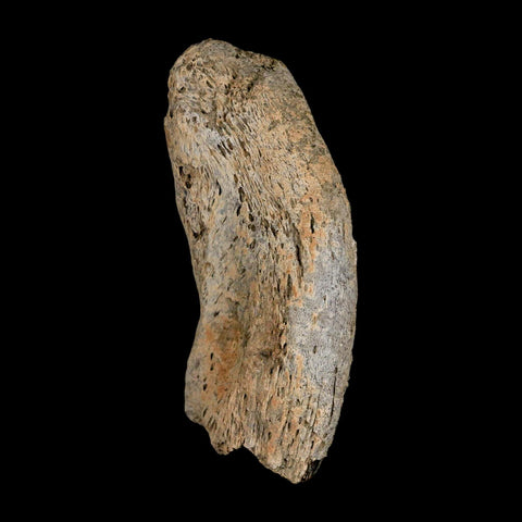 2.8" Gryposaurus Fossil Vertebrae Process Duck-Billed Dinosaur Judith River MT COA