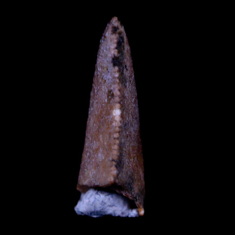 0.6" Majungasaurus Serrated Fossil Tooth Cretaceous Dinosaur Madagascar COA - Fossil Age Minerals