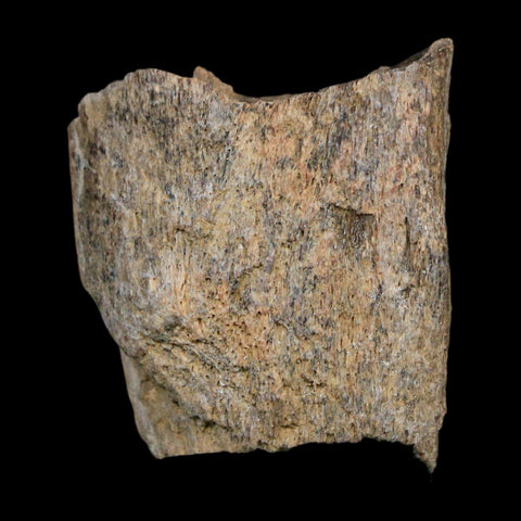 1.4" Tyrannosaurus Rex Fossil Bone Dinosaur Lance Creek Formation Wyoming COA - Fossil Age Minerals