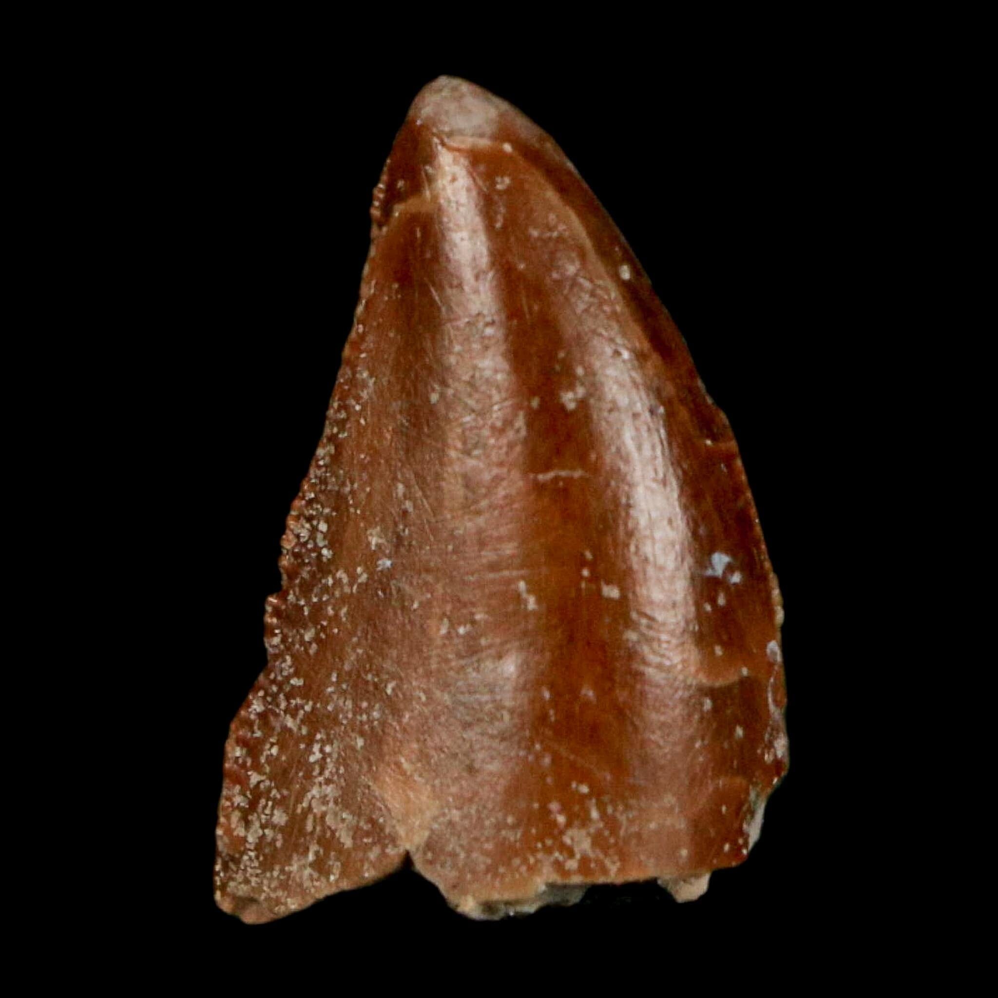 0.7" Majungasaurus Serrated Fossil Tooth Cretaceous Dinosaur Madagascar COA - Fossil Age Minerals