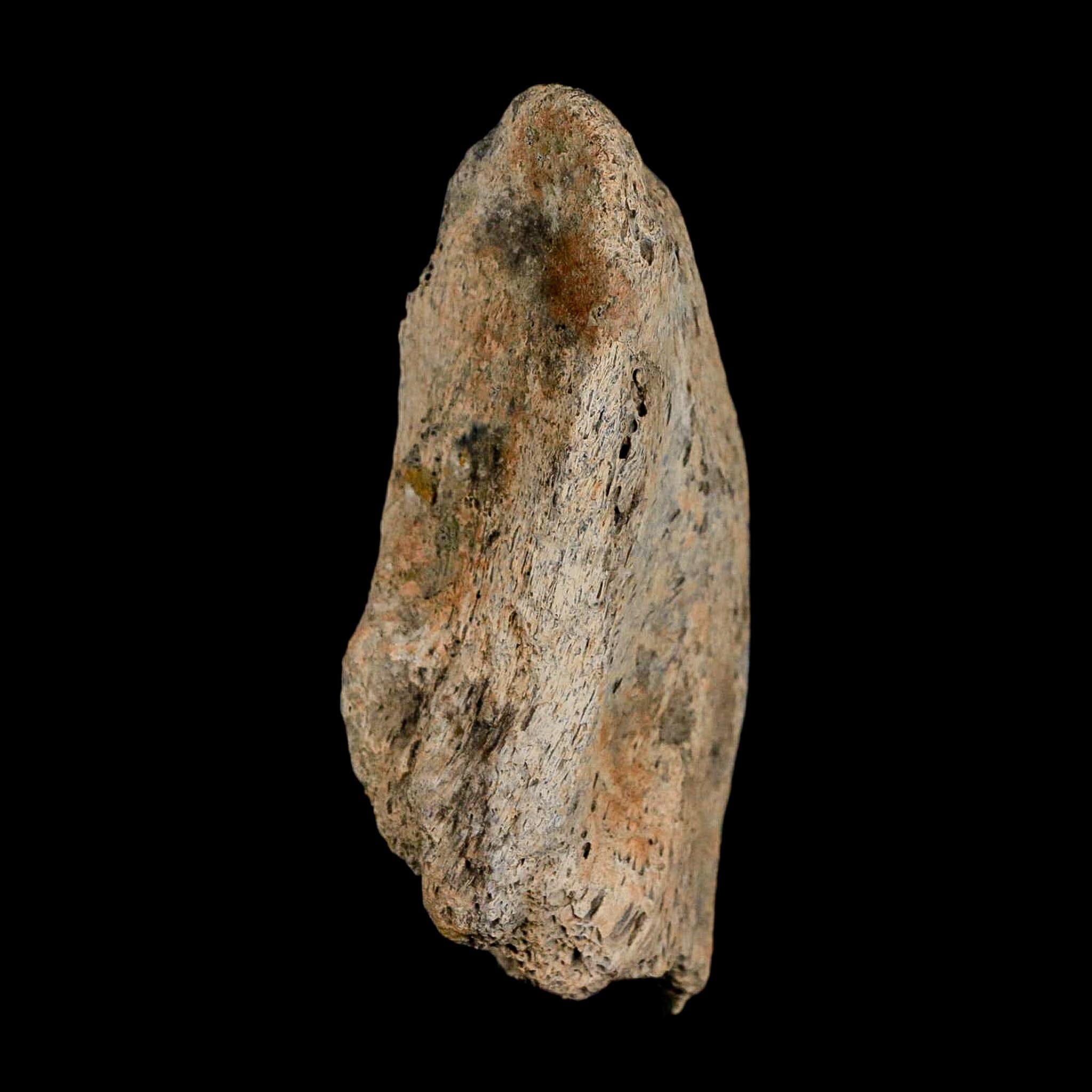 2.8" Gryposaurus Fossil Vertebrae Process Duck-Billed Dinosaur Judith River MT COA - Fossil Age Minerals