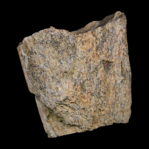 1.4" Tyrannosaurus Rex Fossil Bone Dinosaur Lance Creek Formation Wyoming COA - Fossil Age Minerals