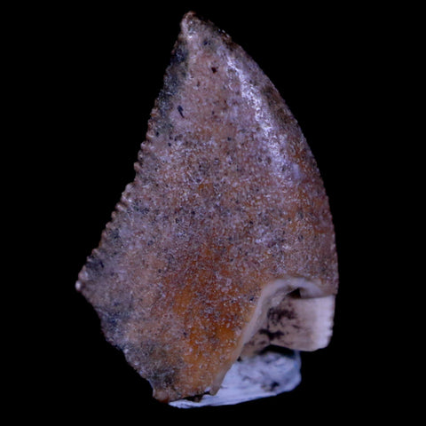 0.6" Majungasaurus Serrated Fossil Tooth Cretaceous Dinosaur Madagascar COA - Fossil Age Minerals