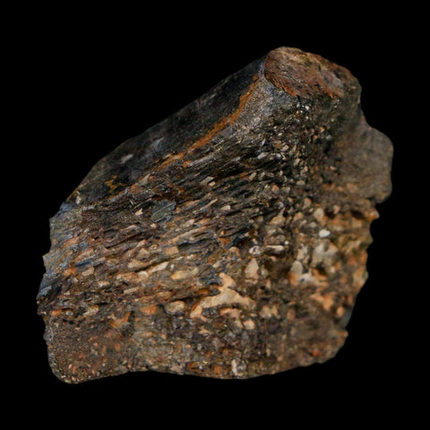 1.2" Stegosaurus Fossil Bone Specimen Bone Morrison FM WY Jurassic Age Dinosaur COA