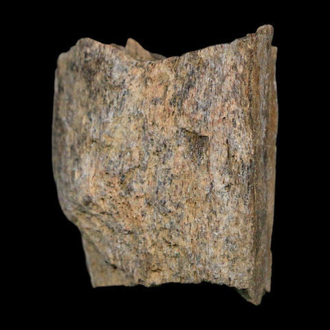 1.4" Tyrannosaurus Rex Fossil Bone Dinosaur Lance Creek Formation Wyoming COA - Fossil Age Minerals