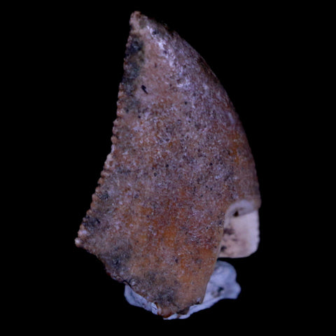 0.6" Majungasaurus Serrated Fossil Tooth Cretaceous Dinosaur Madagascar COA - Fossil Age Minerals