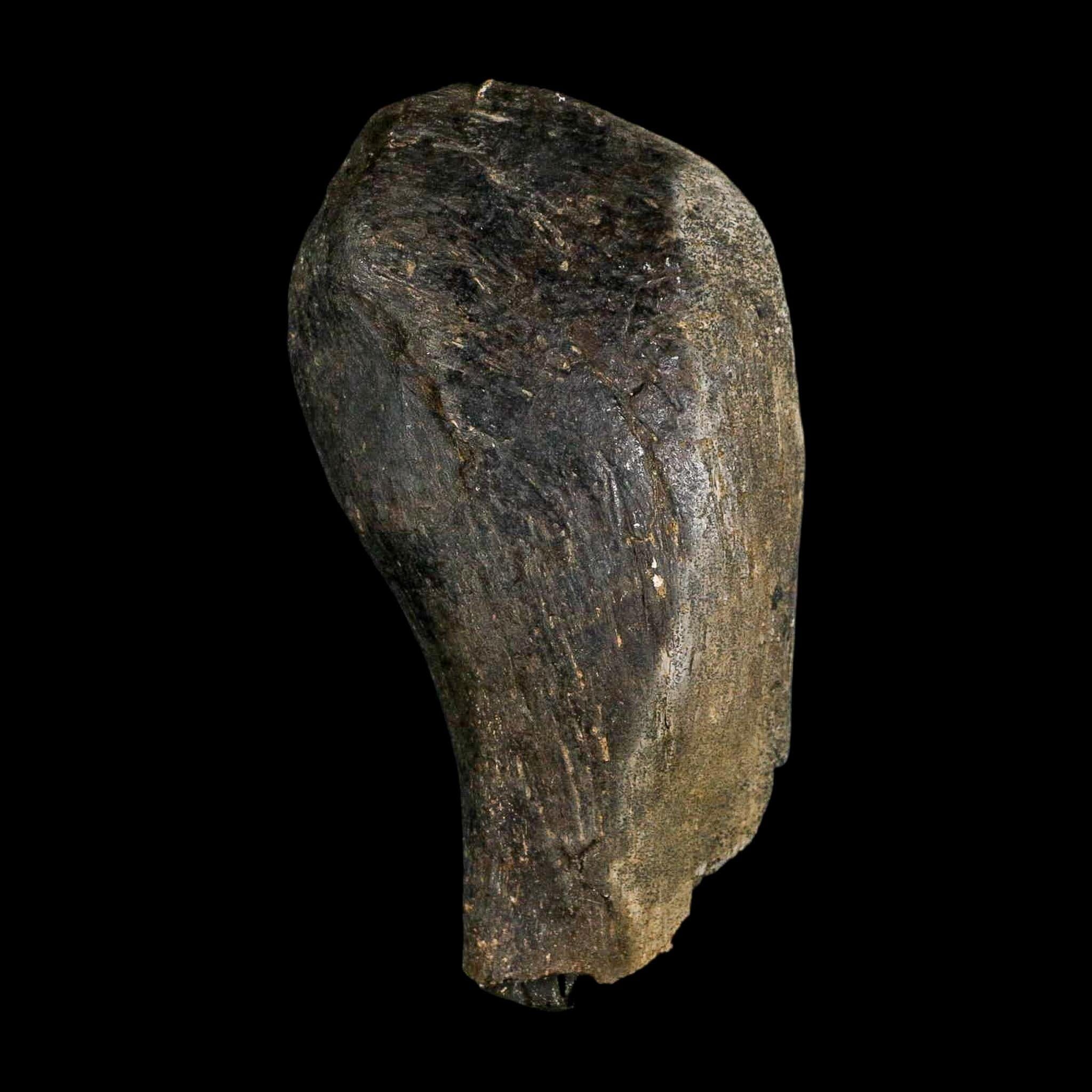 4.1" Hypacrosaurus Dinosaur Fossil Vertebrae Process Bone Two Medicine FM MT COA - Fossil Age Minerals
