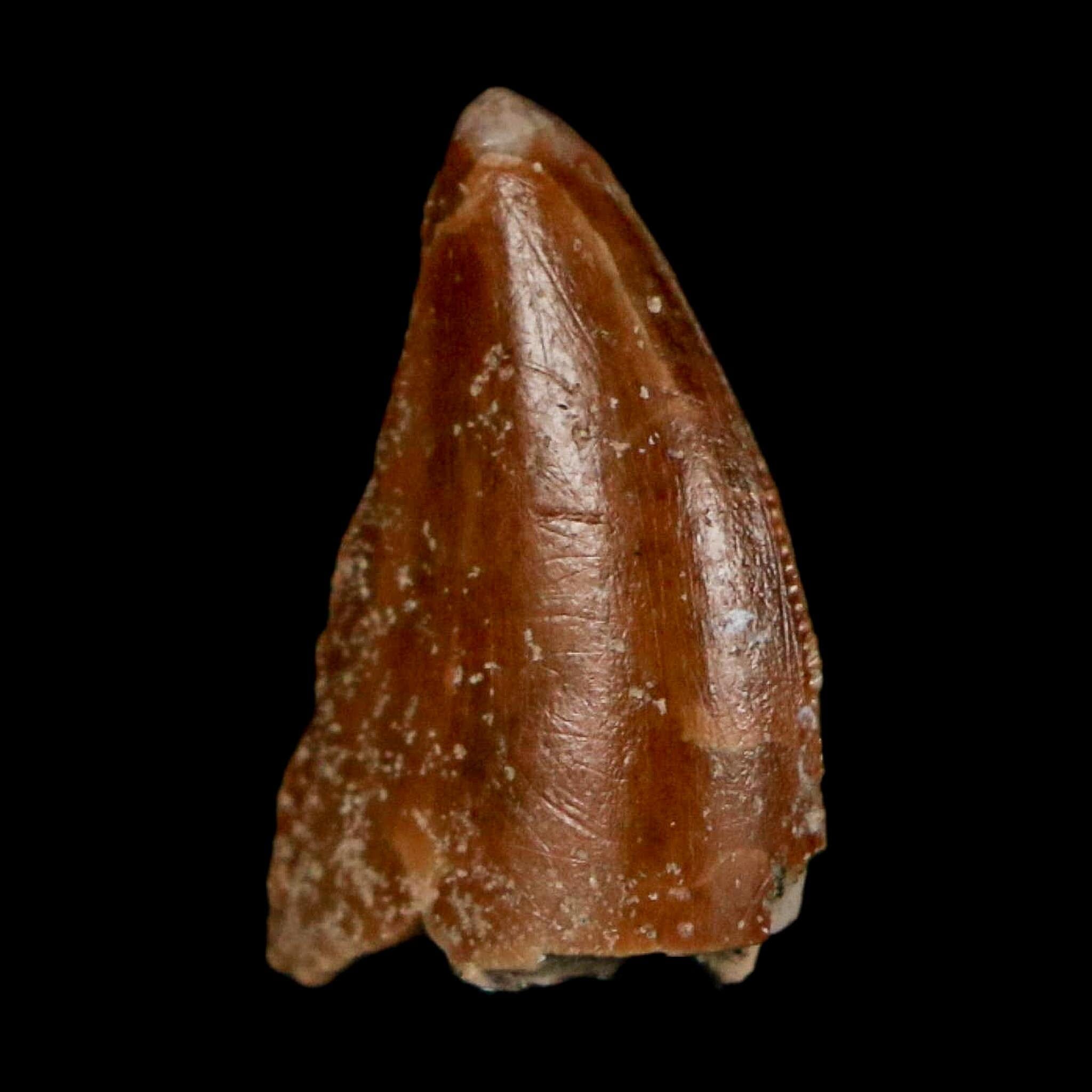 0.7" Majungasaurus Serrated Fossil Tooth Cretaceous Dinosaur Madagascar COA - Fossil Age Minerals