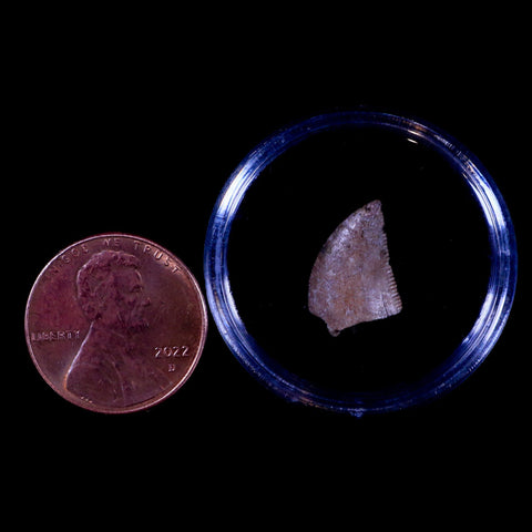 0.6" Majungasaurus Serrated Fossil Tooth Cretaceous Dinosaur Madagascar COA - Fossil Age Minerals