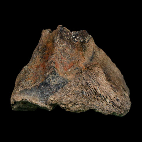 1.7" Tyrannosaurus Rex Fossil Bone Dinosaur Lance Creek Formation Wyoming COA - Fossil Age Minerals
