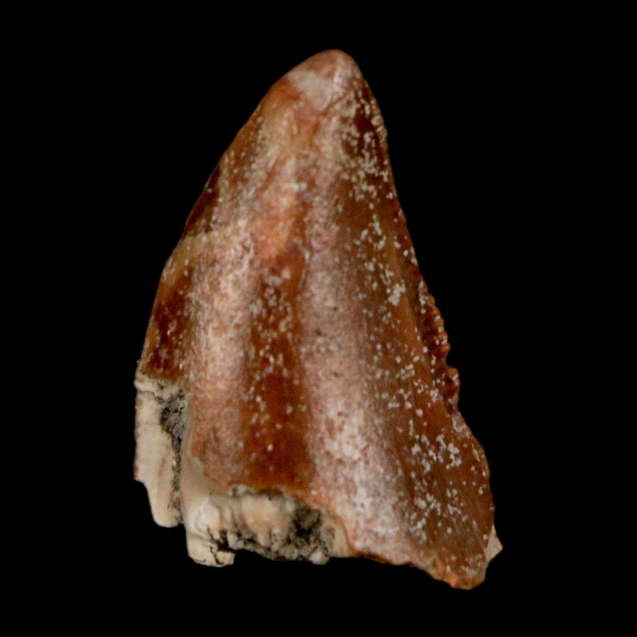 0.7" Majungasaurus Serrated Fossil Tooth Cretaceous Dinosaur Madagascar COA - Fossil Age Minerals