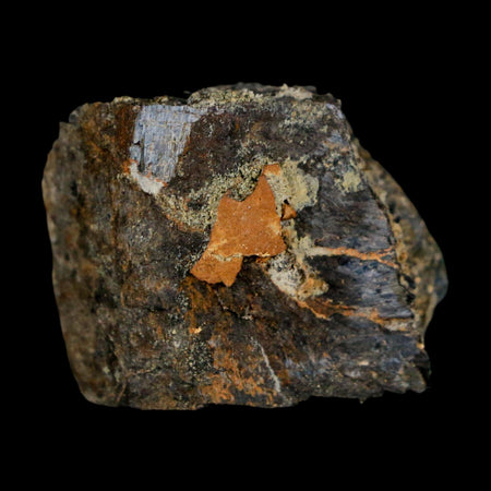 1.1" Stegosaurus Fossil Bone Specimen Bone Morrison FM WY Jurassic Age Dinosaur COA