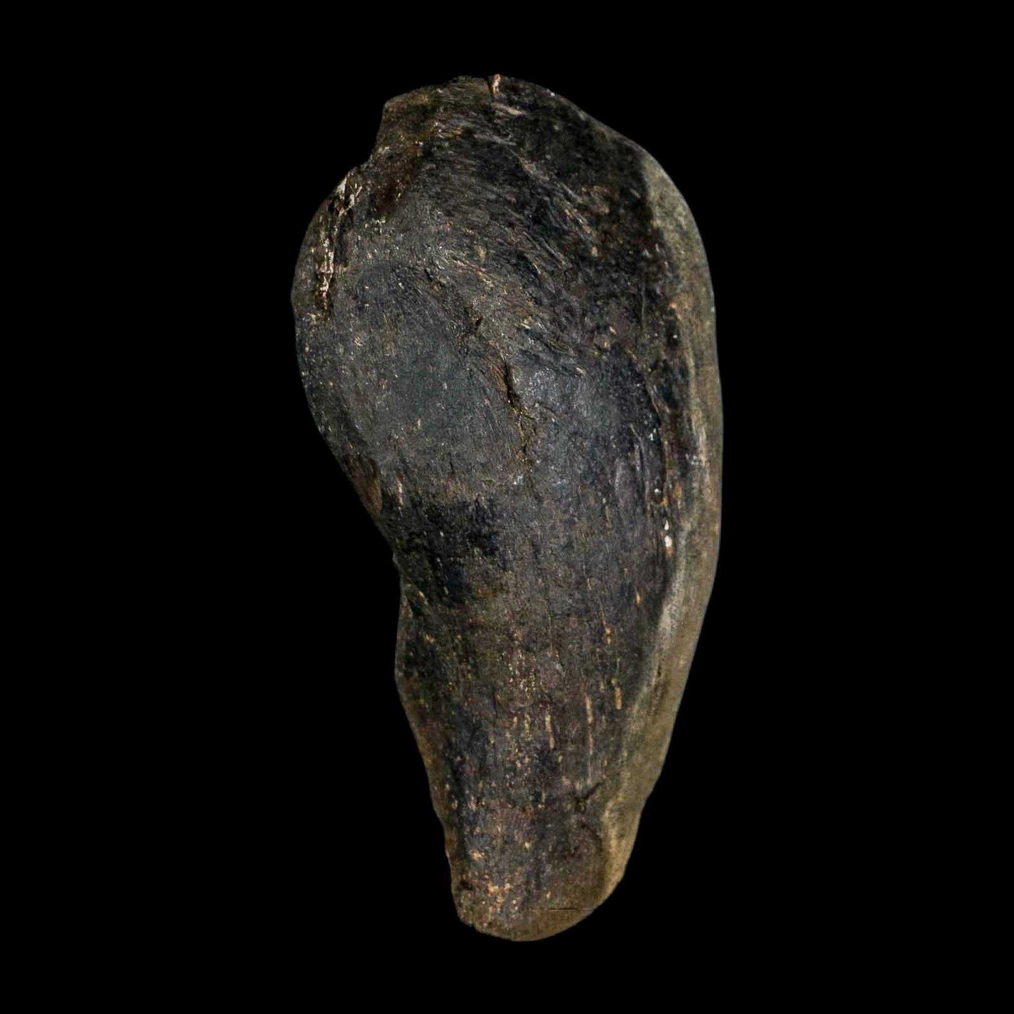 4.1" Hypacrosaurus Dinosaur Fossil Vertebrae Process Bone Two Medicine FM MT COA - Fossil Age Minerals