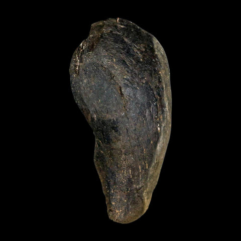 4.1" Hypacrosaurus Dinosaur Fossil Vertebrae Process Bone Two Medicine FM MT COA