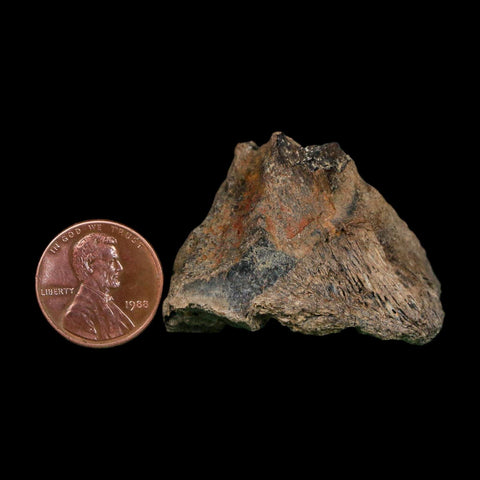 1.7" Tyrannosaurus Rex Fossil Bone Dinosaur Lance Creek Formation Wyoming COA - Fossil Age Minerals